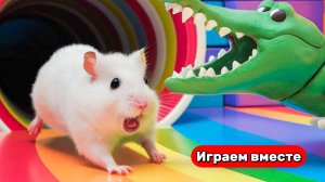 Хомяк сбегает из сложного лабиринта для умных животных 🐹🐹 Видео для детей