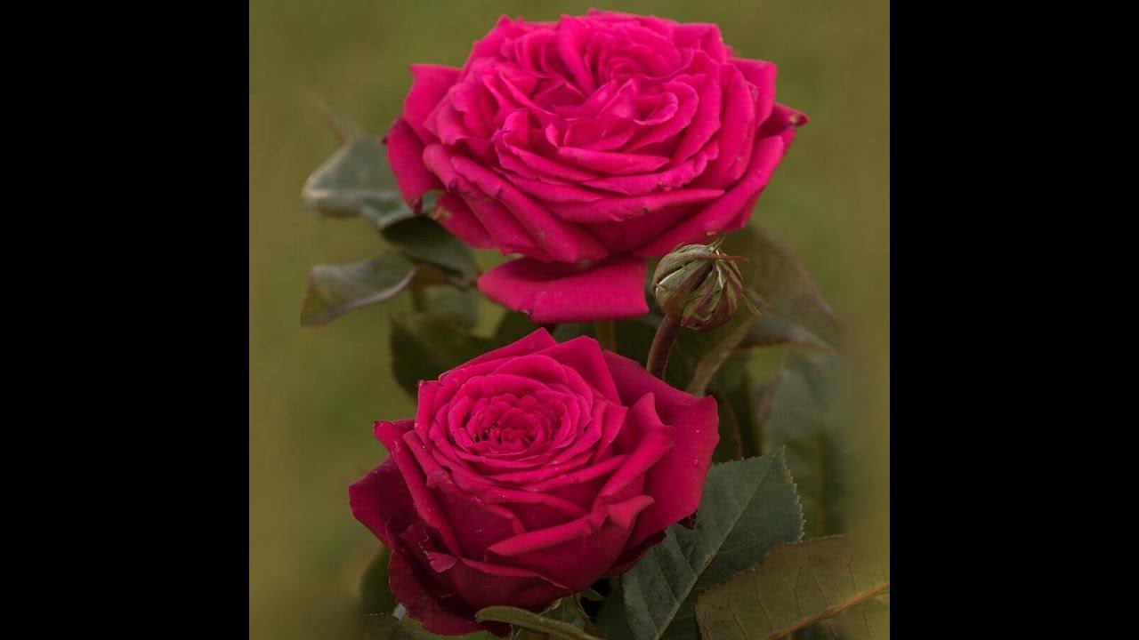 Noblesse (Ноблесс)Tantau Германия, 2021Чайно-гибридные (Hybrid Tea) смотреть онлайн