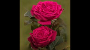 Noblesse  (Ноблесс)Tantau Германия, 2021Чайно-гибридные (Hybrid Tea)