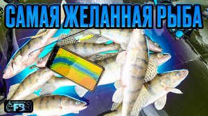 Половили берша по первому льду!