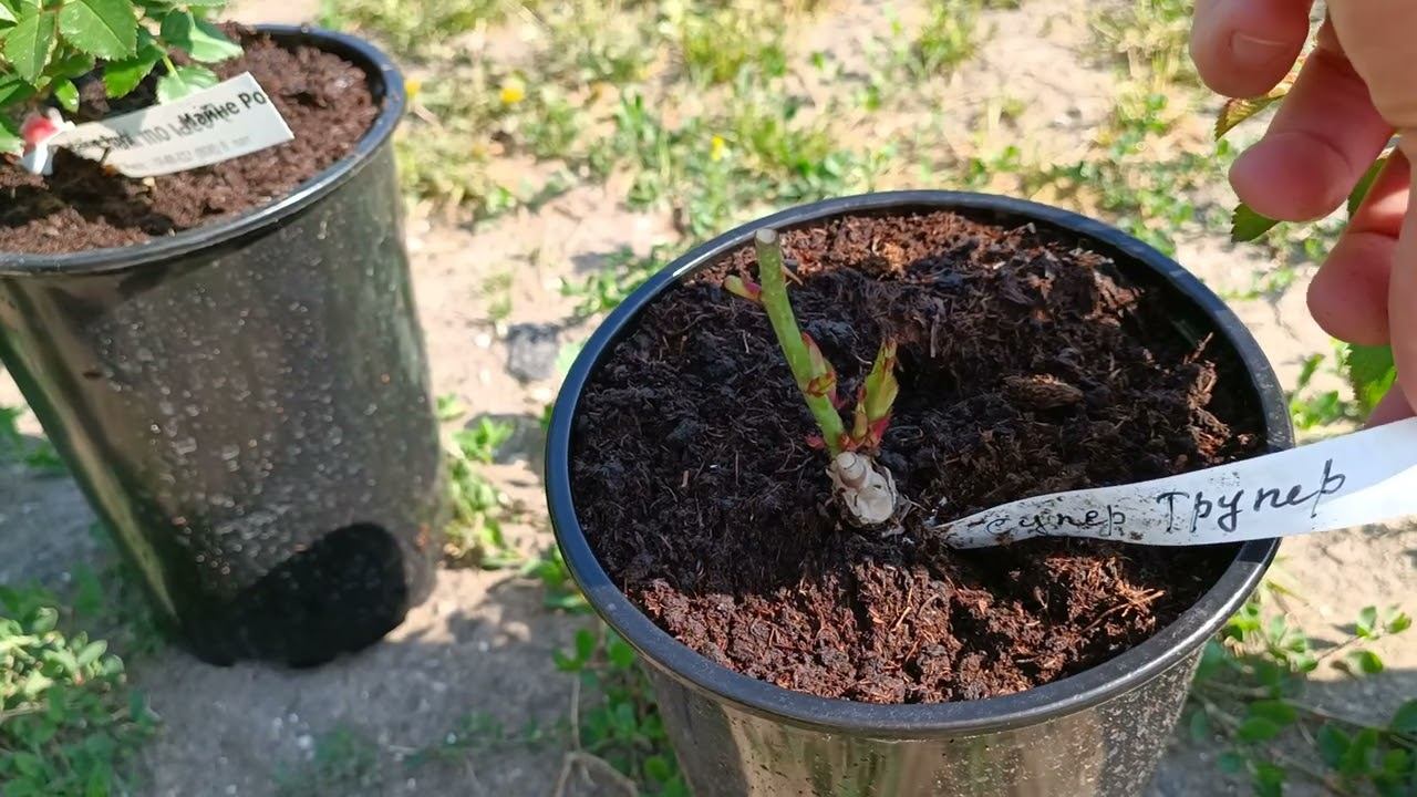 Обзор молодых саженцев роз в горшках. смотреть онлайн