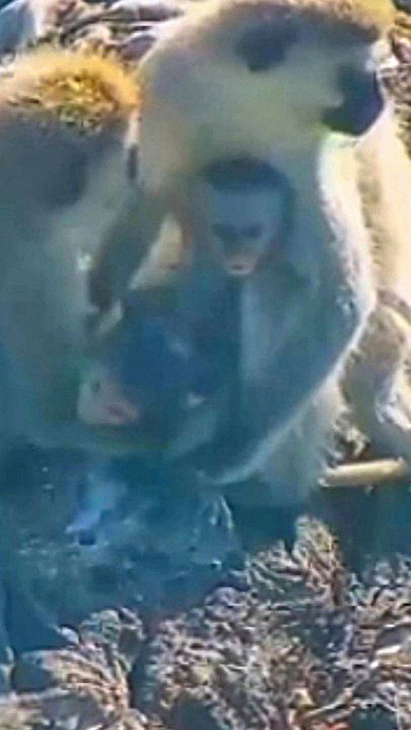 Заботливые мамы смотреть онлайн