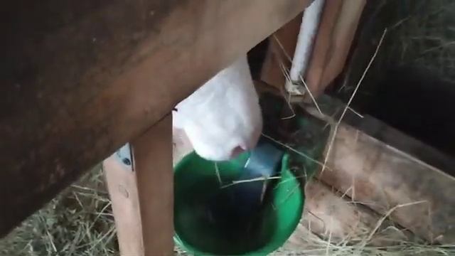 Отзыв клиента с фермы . Поилка для воды (пластик) 2,5 л для КРС смотреть онлайн
