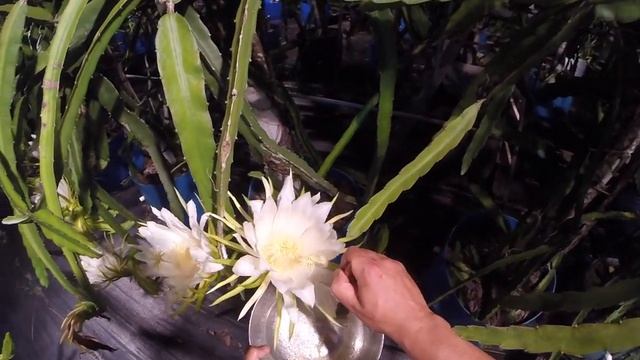 Cross-pollinating several different species of Dragon Fruit смотреть онлайн