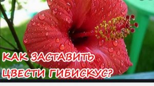 ПОЧЕМУ НЕ ЦВЕТЕТ ГИБИСКУС_ КАК ЕГО ЗАСТАВИТЬ_