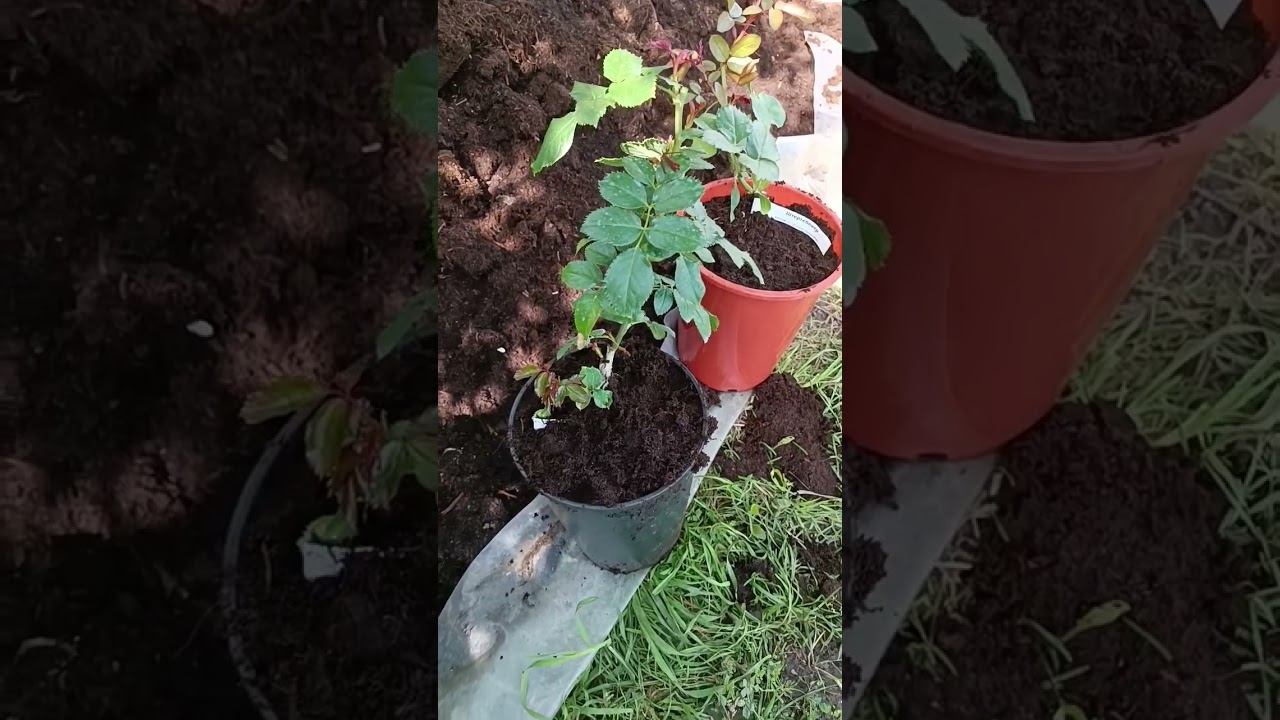 Пересадка молодых саженцев роз в 7 литровые горшки. смотреть онлайн