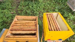 Пасека с нуля. 2 часть. Установка улей и заселение пчёл