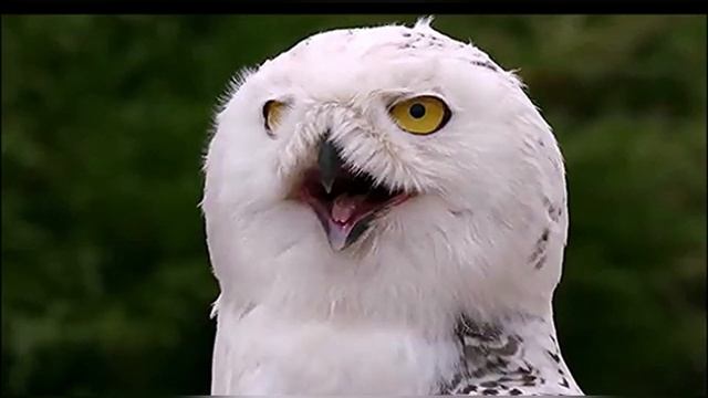 Мудрец смотреть онлайн