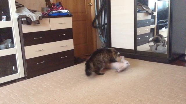 Кошачьи Бои!!! смотреть онлайн