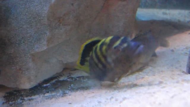 Pseudotropheus flavus spawning смотреть онлайн