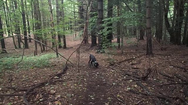 Sadie #2 in the woods 9/19/18 смотреть онлайн
