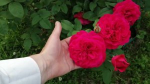 Обзор модной розы Л. Д. Брайтвайт