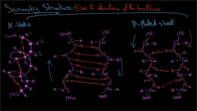 الرابطة الببتيدية وبنى البروتين - peptide bond and proteins structures - تعلم بالعربي смотреть онлайн
