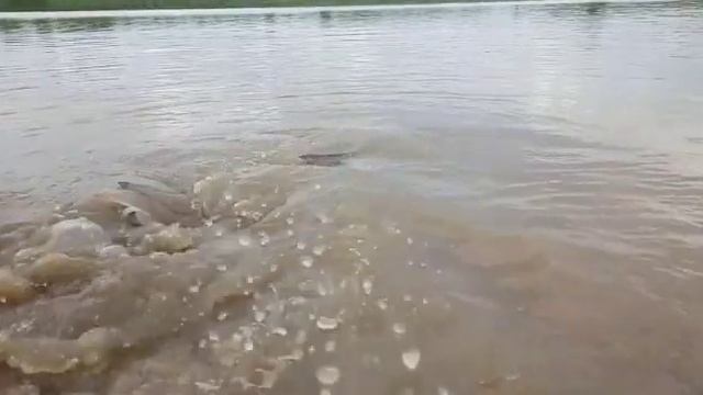 Koilsagar Rare breed Big Fish seen in Koilsagar fresh water mahaboobnagar смотреть онлайн