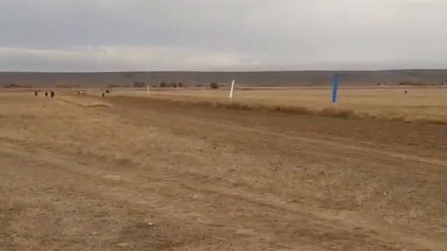 Көкдауыл 3-орын 16-Қазан 2019ж Ілияс Жансүгіров Аламан бәйге смотреть онлайн