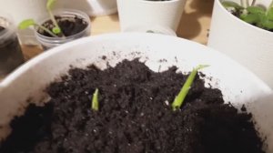 Имбирь - всходы, как ухаживать?