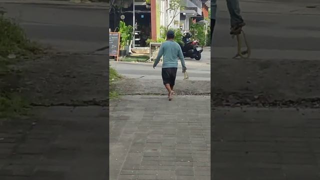 Поймать змею на Бали и отпустить её смотреть онлайн