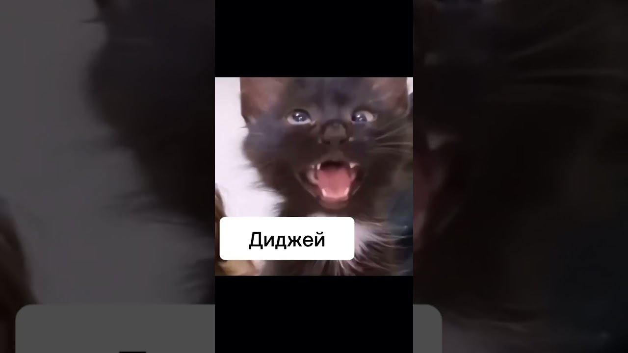 когда заказываешь песню под конец банкета смотреть онлайн