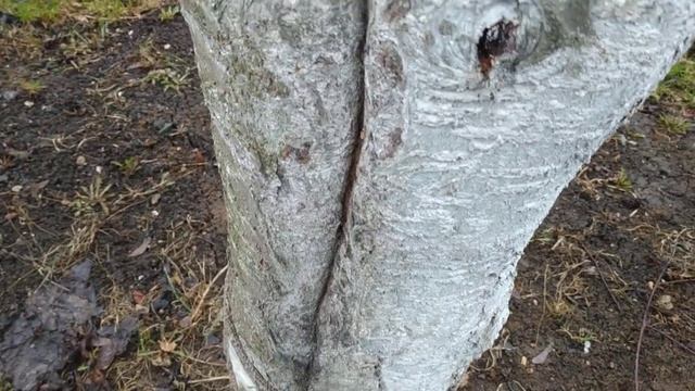 Лечение морозобоин и растрескиваний, коры. смотреть онлайн