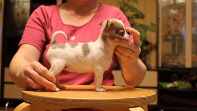 Фэнтези Стайл Изюминка смотреть онлайн