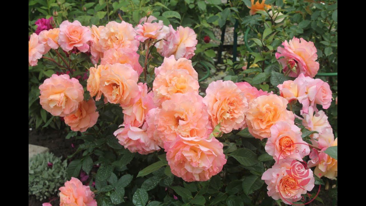 Открытие интернет магазина смотреть онлайн