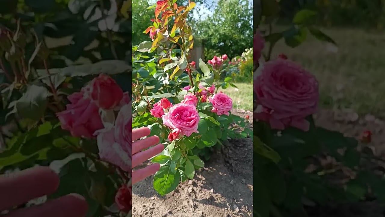 Анститю Люмьер (Шраб) Institut Lumiere (Massad Франция, 2003) смотреть онлайн