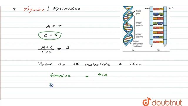 (a) A DNA segment has a total of 1500 nucleotides, out of which 410 are guanine containing nucle... смотреть онлайн