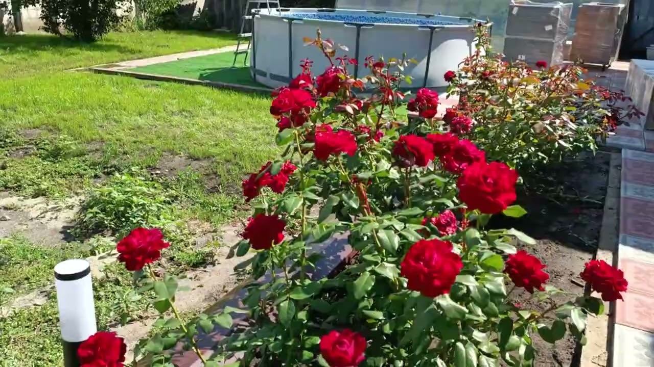 Обзор розы Марлен (Чайно гибридная) - Marlene (Tantau Германия, 2017) смотреть онлайн