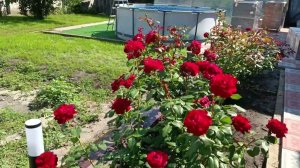 Обзор розы Марлен (Чайно гибридная) - Marlene (Tantau Германия, 2017)