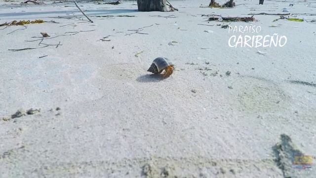 Cayo Santa Maria, Cuba. смотреть онлайн