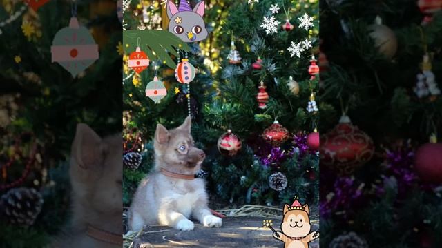 Щенки ПОМСКИ для Вас!