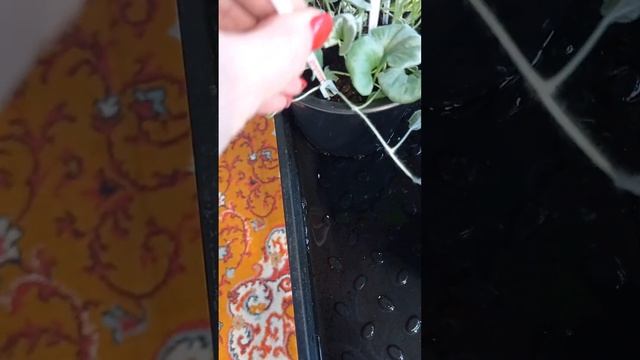 Дихондра серебристая! Мой метод🙂 пришпиливания побегов, для формиования объемных размеров. смотреть онлайн