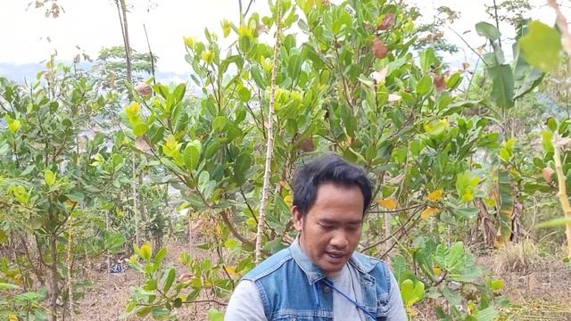 MAKAN SINGKONG BAKAR DIKETINGGIAN, NIKMATNYA LUARRR... BIASA. смотреть онлайн