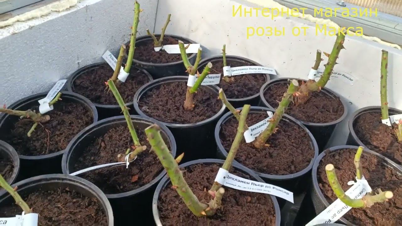 30.03.2024 г. Начинаем принимать заказы на молодые саженцы роз. смотреть онлайн