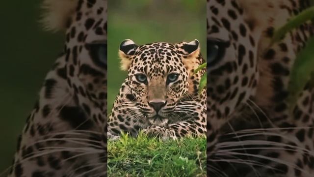 Leopard spots photographer | intense moment | most viral #viralvideo #leopard #photography смотреть онлайн