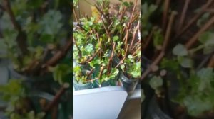 Проращиваем черенки винограда