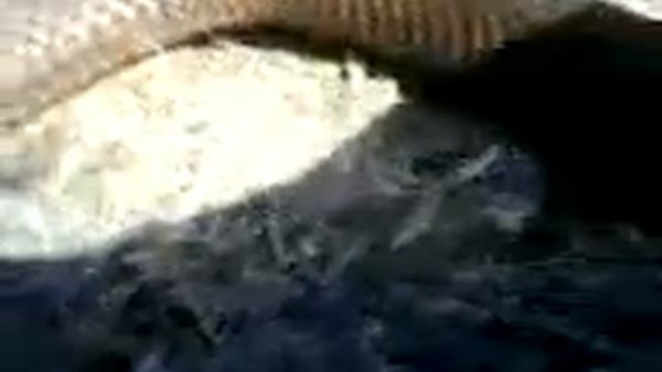 красная гадюка 2.5 м г.Шепетовка с.Красный цвет