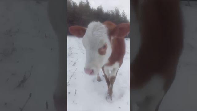 Милка на прогулке. Замерзла))))