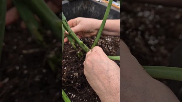 Деление филодендрона джангл буги