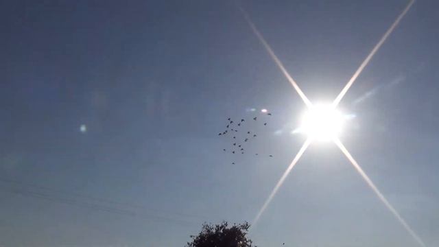 полёт типплеров 17 09 2014г посадка смотреть онлайн