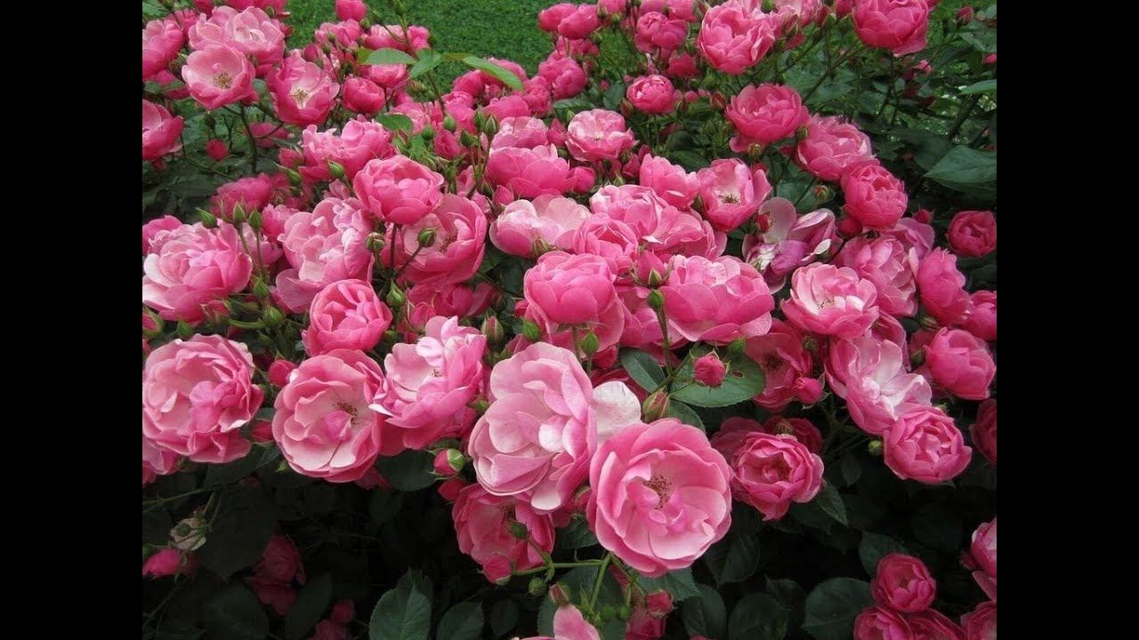 Первый результат прививки 2024 г. смотреть онлайн