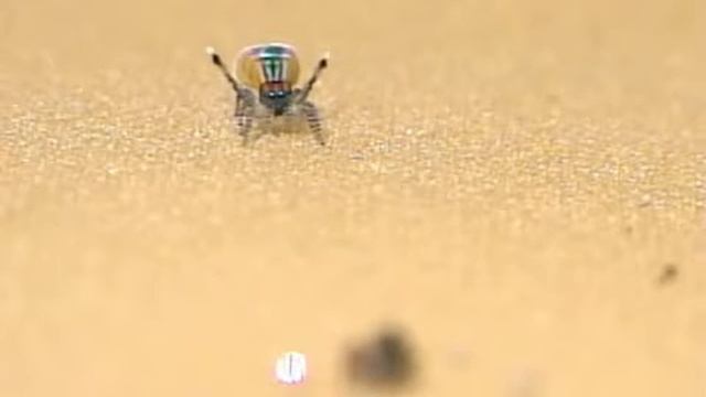 Peacock Spider 7 (Maratus speciosus) смотреть онлайн