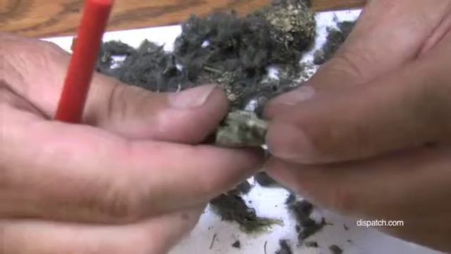 A look at owl pellets смотреть онлайн