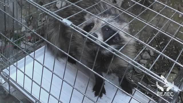 Спасение енотовидной собаки из городской ловушки