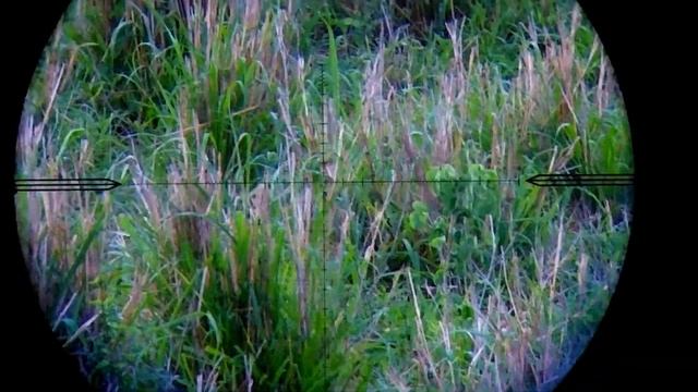 Pheasant Hunting With FX Panthera .25 600 MM смотреть онлайн