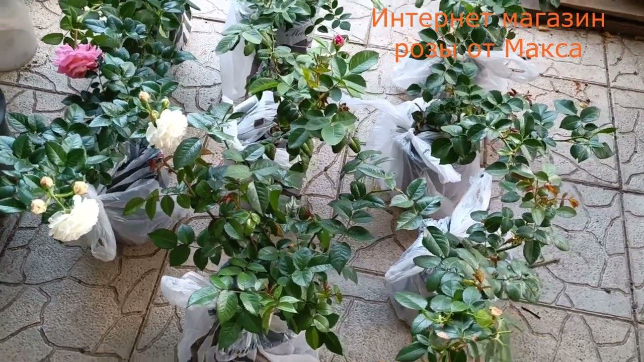 Отправка роз в горшках 23 08 2023 смотреть онлайн