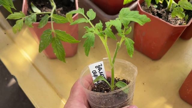 Обзор томатных гномов. Перевалка в больший объем. смотреть онлайн