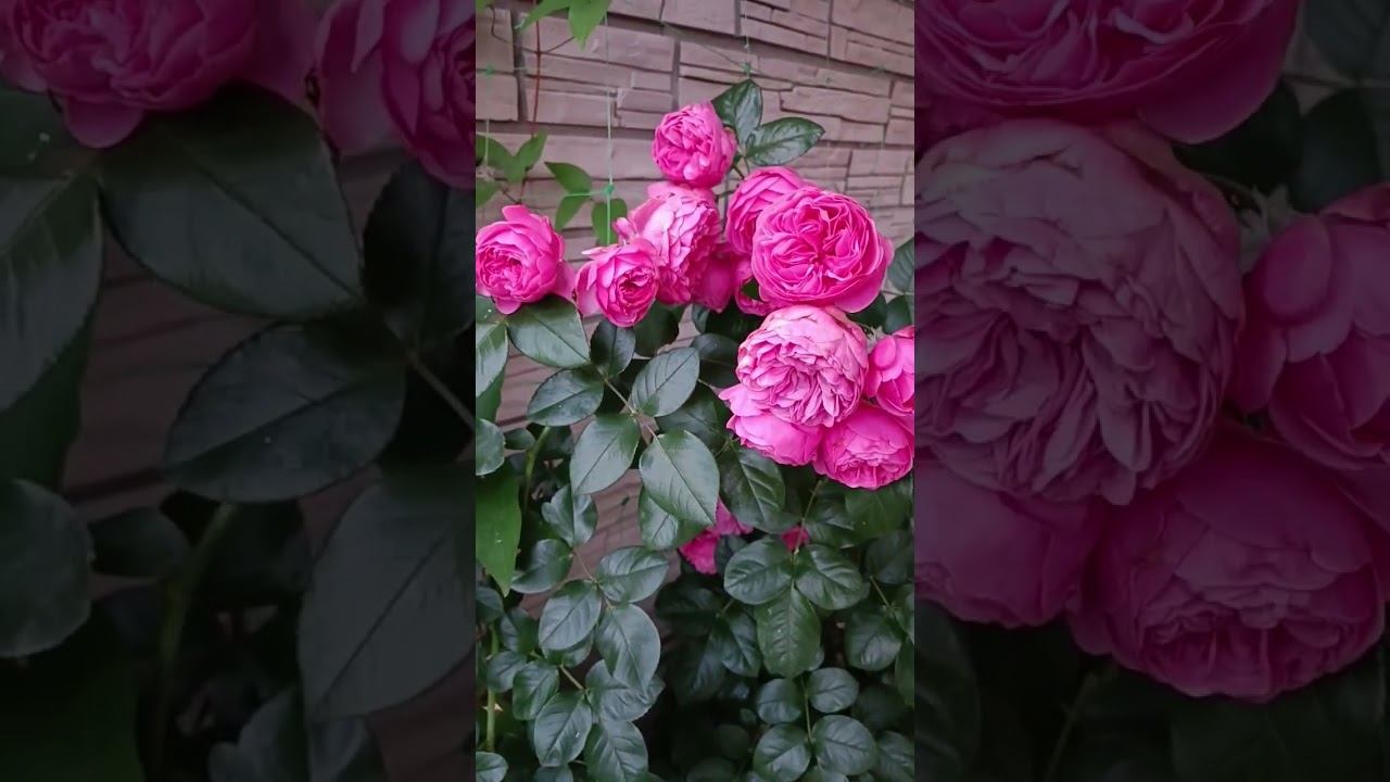 Леонардо да Винчи смотреть онлайн