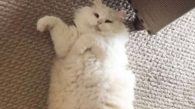 Парень подобрал потрёпанную кошку, никто тогда и не представлял какой она станет через месяц смотреть онлайн
