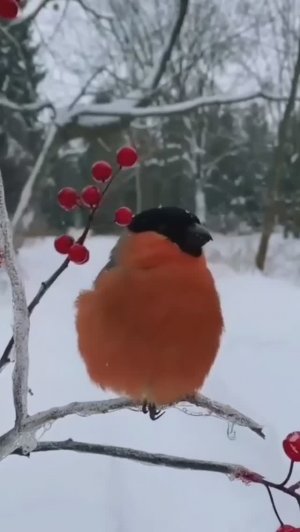 А вы слышали, как поёт снегирь?